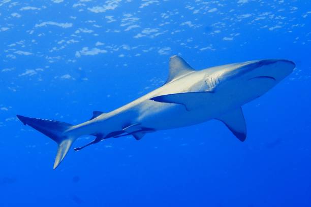 istock Scuba diving at Blue corner in Palau 1926908848
