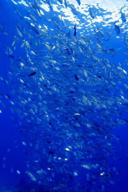 istock Scuba diving at Blue corner in Palau 1926909387