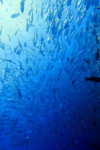 istock Scuba diving at Blue corner in Palau 1926909398