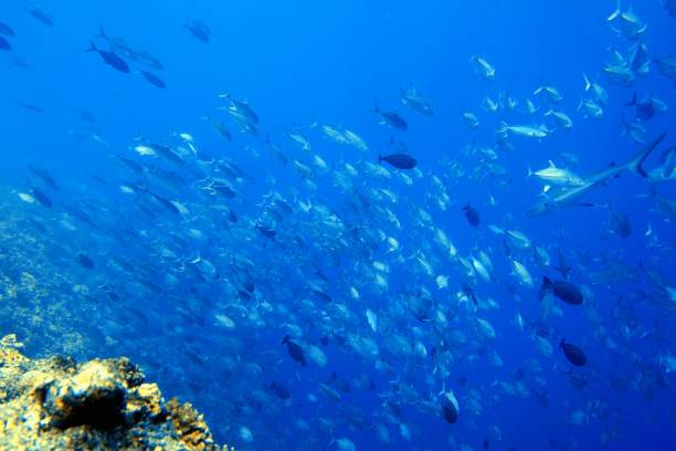 istock Scuba diving at Blue corner in Palau 1926909925