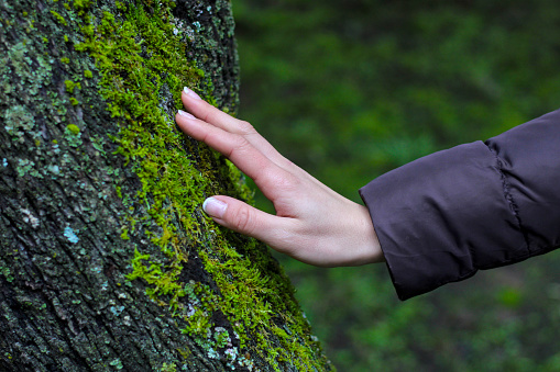 Woman's hand gently touching tree moss, caressing it, vivid green colors. Concept of connection with nature