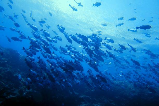 istock Scuba diving at Blue corner in Palau 1926911506