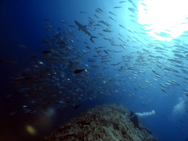 istock Scuba diving at Blue corner in Palau 1926912029