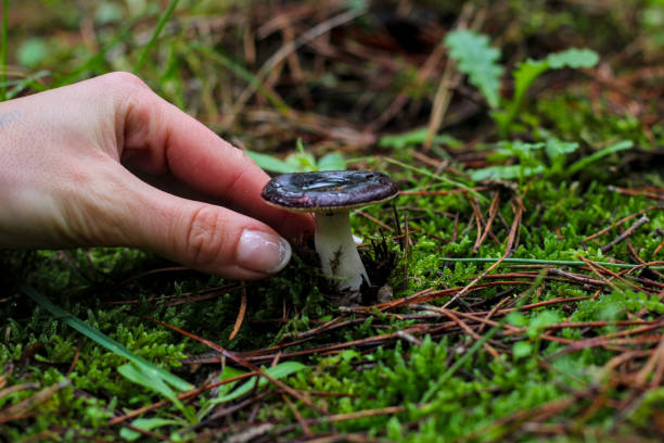 istock White woman hand picking mushroom from the ground 1926914677