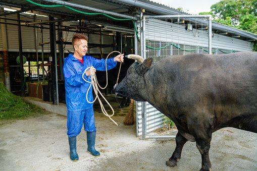 Mature man training his fighting bull in Okinawa