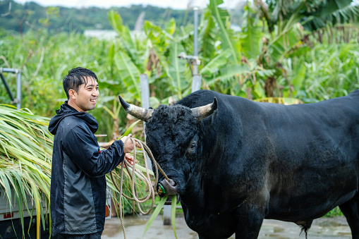 Mid adult man feeding sugar cane to his fighting bull in Okinawa