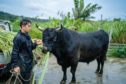 Mid adult man feeding sugar cane to his fighting bull in Okinawa