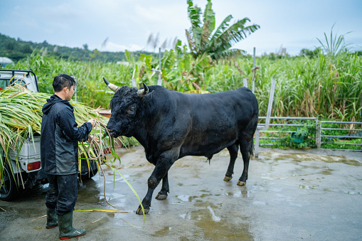 Mid adult man feeding sugar cane to his fighting bull in Okinawa