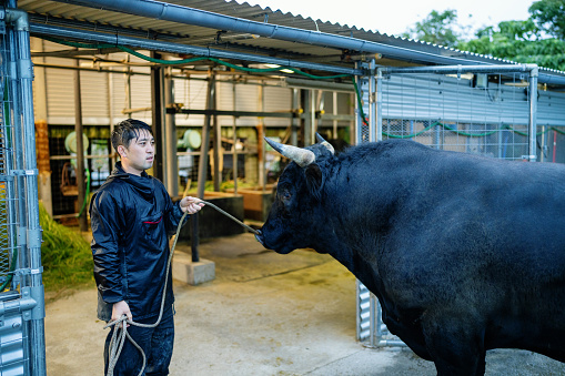 Mid adult man training his fighting bull in Okinawa, Japan