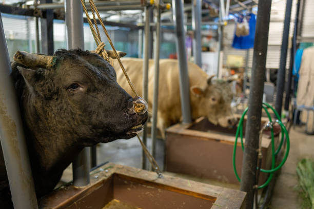 Fighting bulls in a barn in Okinawa, Japan