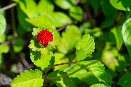 Potentilla indica - known commonly as mock strawberry, Indian-strawberry, red berry on a background of green leaves in the botanical garden, Odessa