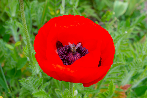 Honey bee collecting pollen in a red poppy flower, close-up