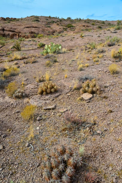 engelmann's hedgehog cactus (echinocereus engelmannii), arizona cacti - arizona prickly pear cactus hedgehog cactus cactus fotografías e imágenes de stock