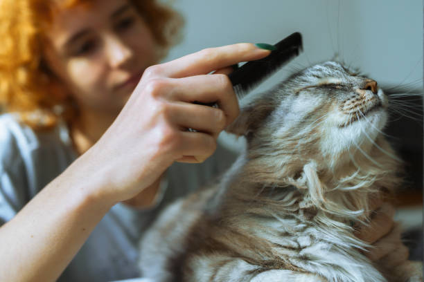 istock domestic cat grooming 1926930579