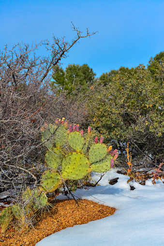 Cacti Opuntia sp. in the snow, cold winter in nature, desert plants survive frost in the snow, Arizona