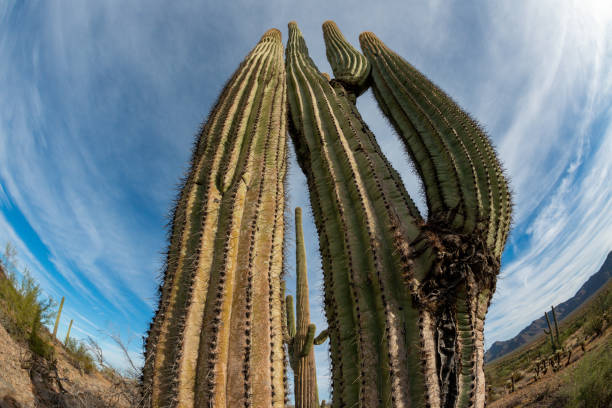 landscape of a stone desert, photo of a cactus with a fish eye lens, giant cactus saguaro cactus (carnegiea gigantea), arizona - lens barrel - fotografias e filmes do acervo