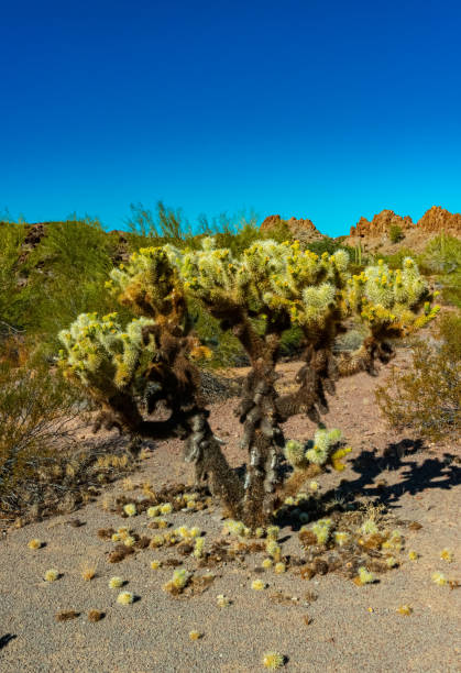 desert landscape with cacti, in the foreground fruits with cactus seeds, cylindropuntia sp. in a organ pipe cactus national monument, arizona - saguaro national monument - fotografias e filmes do acervo