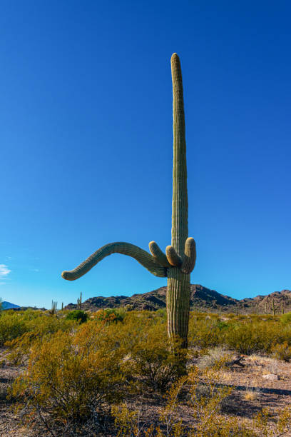 arizona , giant cactus saguaro cactus (carnegiea gigantea) against the blue sky, usa - carnegiea gigantean - fotografias e filmes do acervo