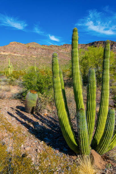 arizona, group of large cacti against a blue sky (stenocereus thurberi) and carnegiea gigantea. organ pipe national park - carnegiea gigantean - fotografias e filmes do acervo