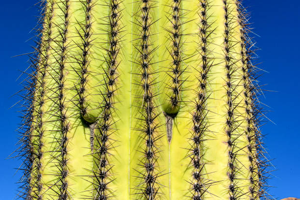fragment of a thick corky thorny stem of a saguaro cactus (carnegiea gigantea), arizona usa - carnegiea gigantean - fotografias e filmes do acervo