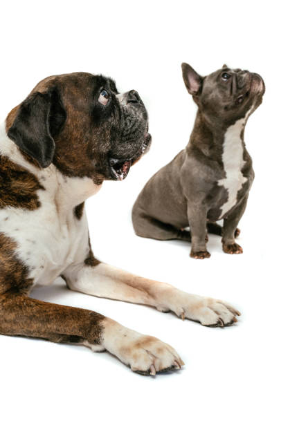 istock Boxer dog and frenchie on isolated background 1926948034