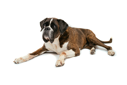 Boxer sitting in front of a white background