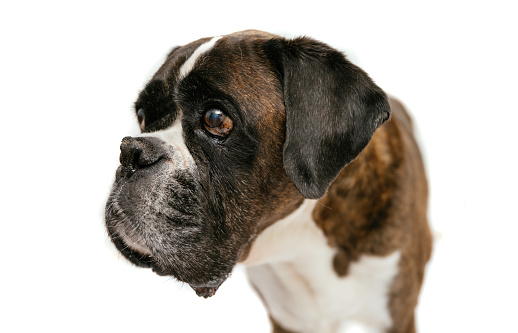 cute but exhausted little boxer lying down, looking at the camera on a white background