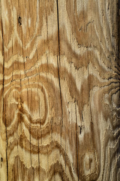 istock Beautiful pattern of annual rings on old wood 1926948051