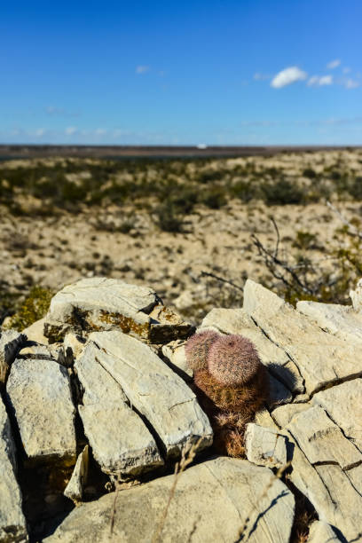 cacti new mexico. echinocereus pectinatus (rubispinus), rainbow hedgehog cactus in a rocky desert in new mexico, usa - desert cactus flower hedgehog cactus photos et images de collection
