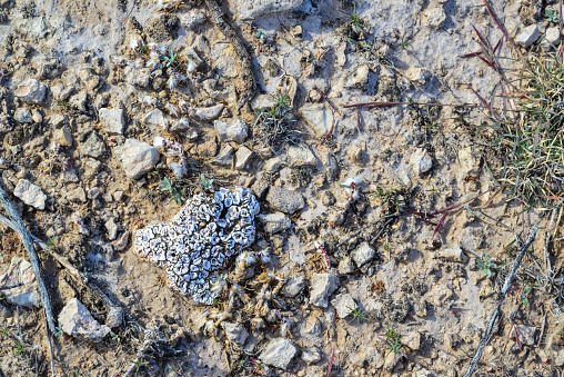 White lichen on a rock in a rocky desert in New Mexico