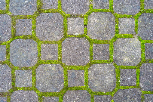 Concrete tile footpath pavement with green moss growing out from the grooves. Top view, abstract pattern, no people.