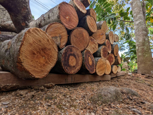 istock Pile of cut tree trunks 1926965987