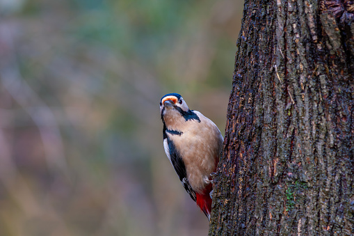 woodpecker looking curiously at tree trunk, Great Spotted Woodpecker,  Dendrocopos major