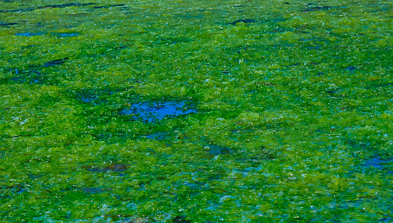 Accumulation of green algae Ulva and Enteromorpha near the shore in a salt lake on the Tiligul estuary, southern Ukraine