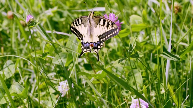 Queen's swallowtail butterfly (Papilio machaon) - a species of diurnal butterfly from the swallowtail butterfly family in flight in a summer sunny meadow