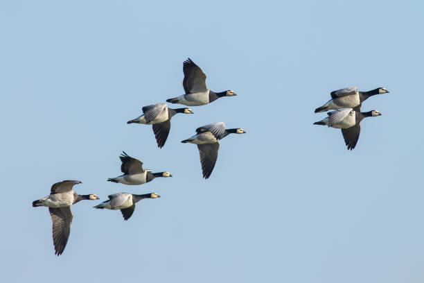 istock group of barnacle geese in flight 1926988495