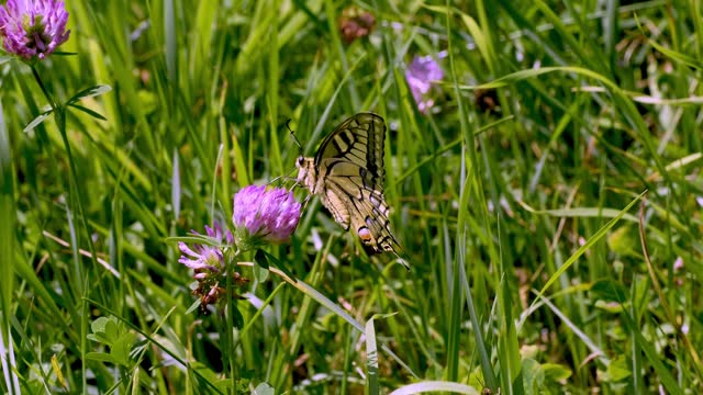 Queen's swallowtail butterfly (Papilio machaon) - a species of diurnal butterfly from the swallowtail butterfly family in flight in a summer sunny meadow