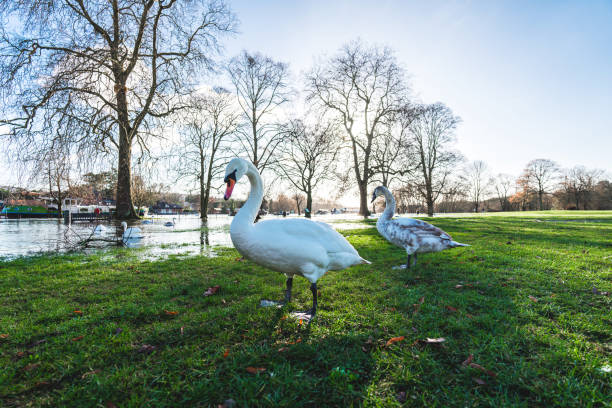White swan standing out in park