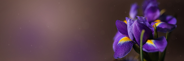 Panoramic wide banner with beautiful purple iris flowers with water drops on petals. Dark  blurred background with bokeh. Greeting card with free space for text