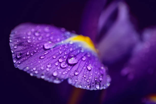 istock Greeting card or web design with purple iris petals with drops 1927008964