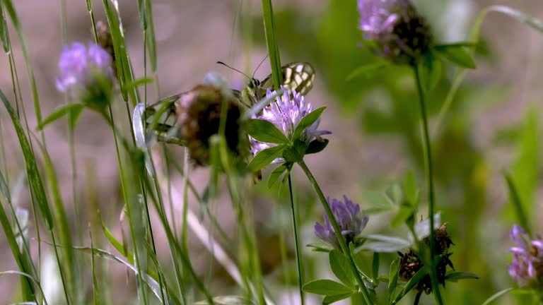 Queen's swallowtail butterfly (Papilio machaon) - a species of diurnal butterfly from the swallowtail butterfly family in flight in a summer sunny meadow