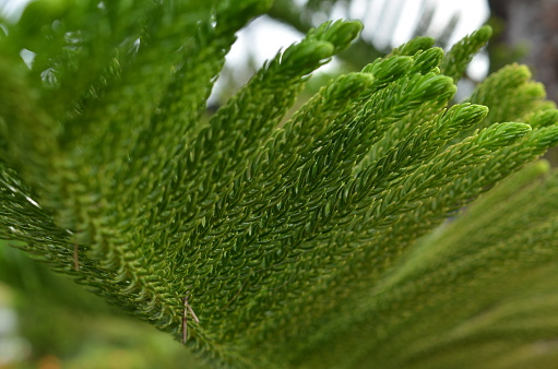 pine tree leaf