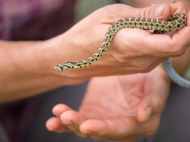 istock A very young leopard snake in a hand 1927029157