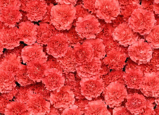 Flowers wall background with amazing red carnations flowers, hand made mix carnation flower wall, flower background. Colorful flowers mix. Pattern of flowers. Flowers wall background with amazing red carnations flowers, hand made mix carnation flower wall, flower background. Colorful flowers mix. Pattern of flowers. valentine backgrounds. mother's day background. crown daisy stock pictures, royalty-free photos & images