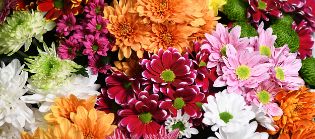 Flowers wall background with amazing red, orange, pink, purple,green and white chrysanthemum flowers, hand made Wedding decoration, Valentine background. Colorful flowers mix. Pattern of flowers. Mother's day background.