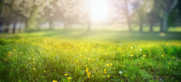 istock Beautiful background image of a forest clearing on a spring morning. 1927051288