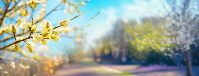 Defocused spring landscape. Beautiful nature with flowering willow branches and a road against a background of blue sky with clouds and a blooming garden, soft focus. Ultra-wide format.