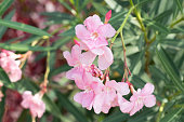 Pink flowers of blossoming apple-tree (grade Malus Rudolph) in spring garden in Moscow city, Russia. Seasonal blossom. Blooming apple-tree. Spring season. Photo of pink flowers. April, may bloom