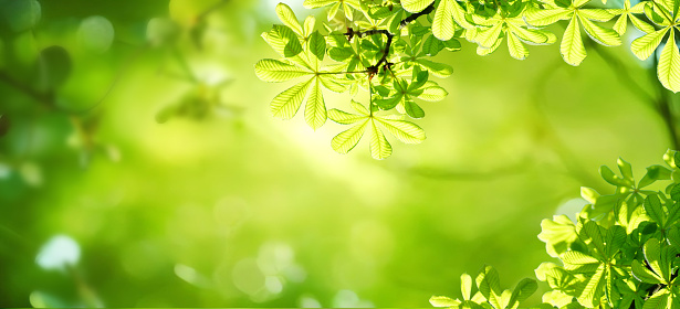 Beautiful natural spring summer defocused background with fresh lush foliage and bokeh in nature.