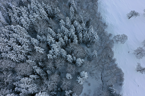 This breathtaking aerial view captures a serene Georgian forest blanketed in snow, a testament to winter's quiet beauty.